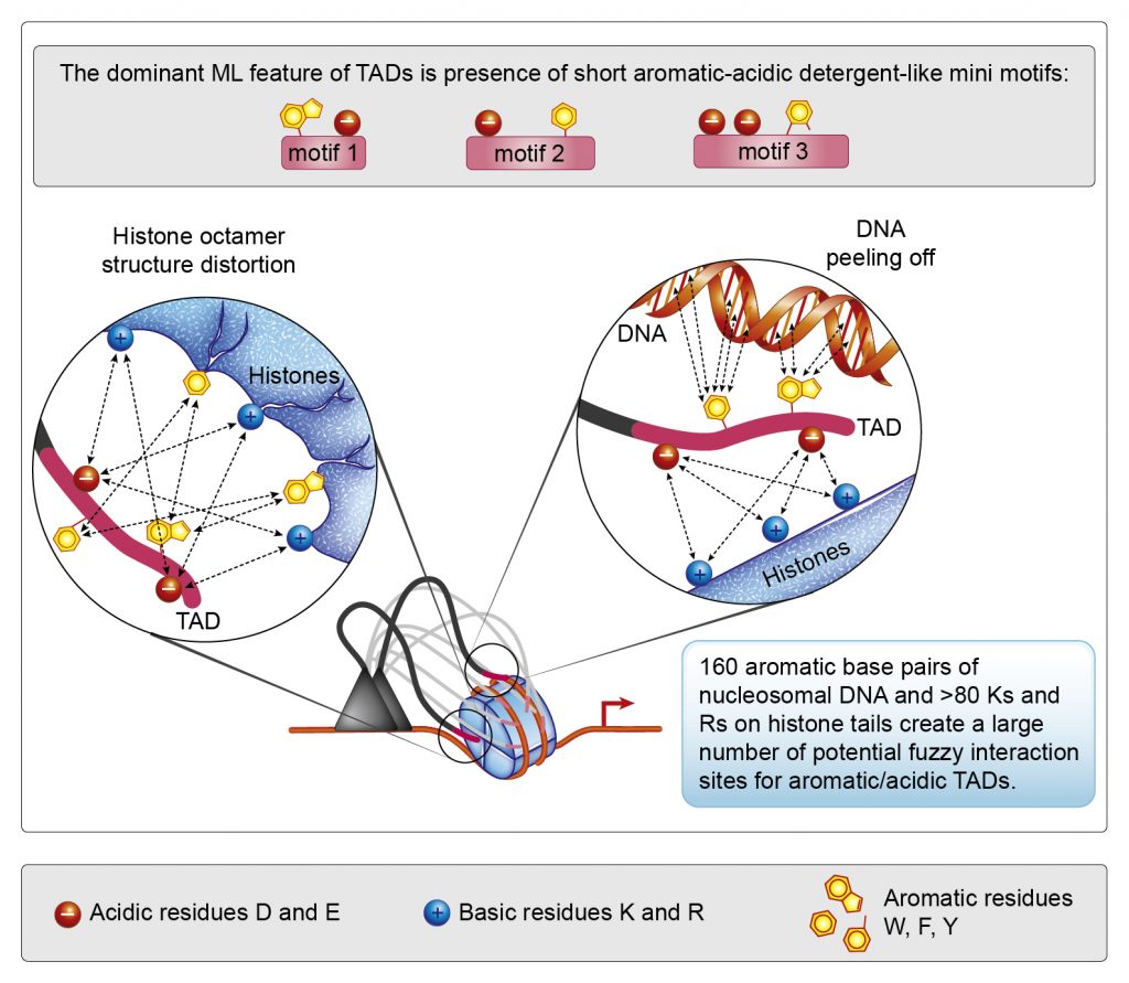 Visual representation of new nucleosome detergents model