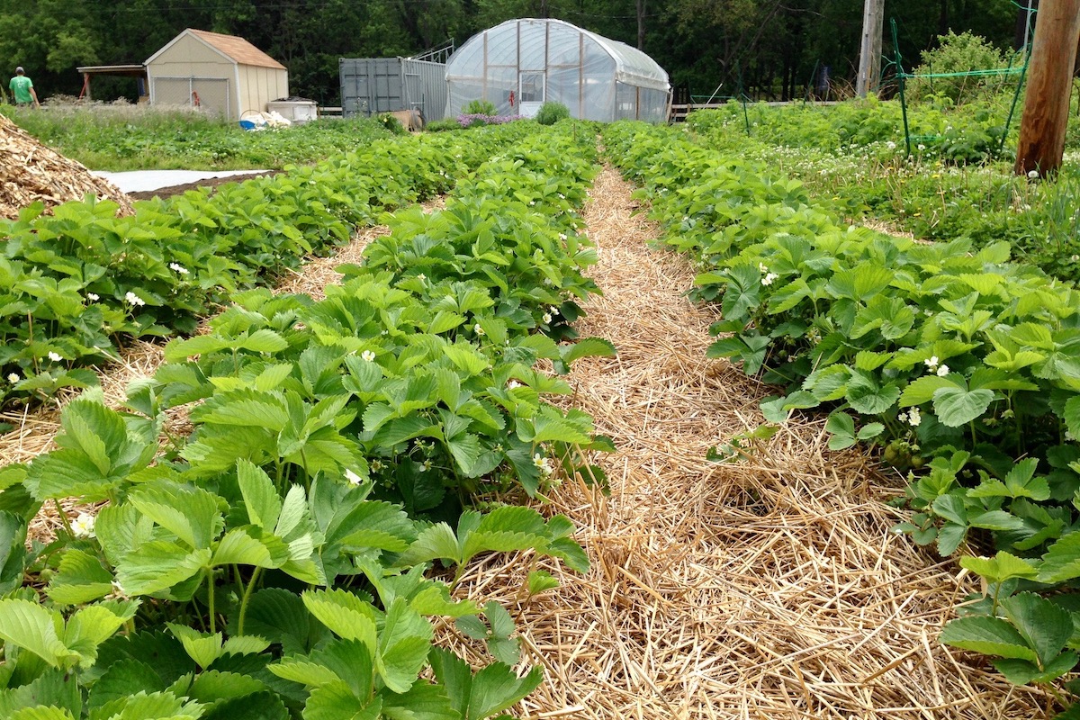 STRAWBERRY BEDS: The Farm's strawberries are always a favorite among market-goers. <i>Photo provided by Tim Dorsey.</i>