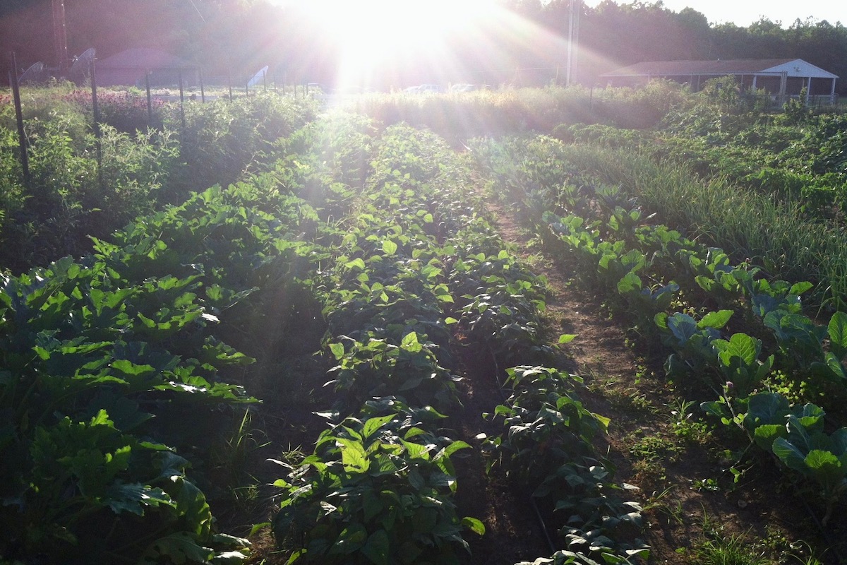 THE FARM AT SUNSET: The Farm at Butler grows more than 70 kinds of plants, focusing on biological diversity. <i>Photo provided by Tim Dorsey.</i>