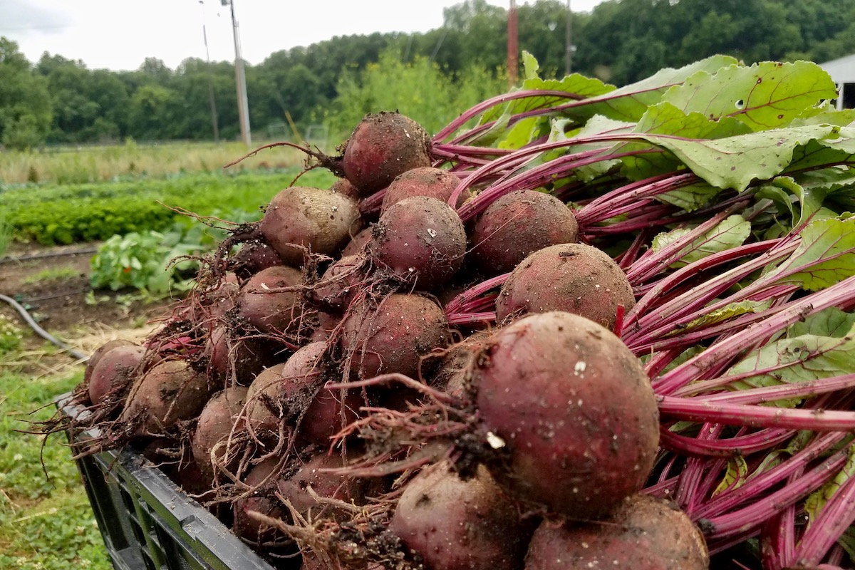 HARVESTED BEETS