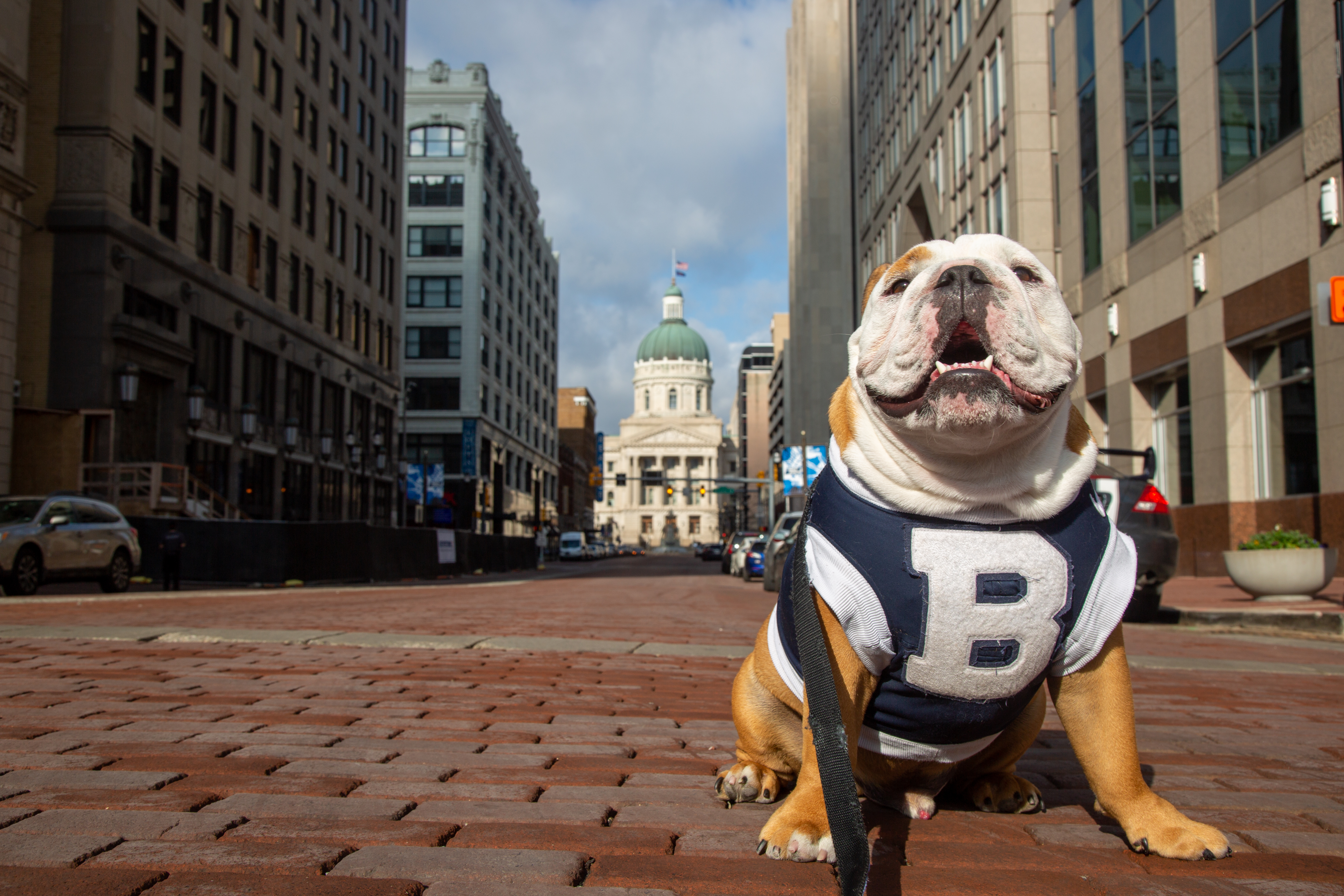bulldog on city street