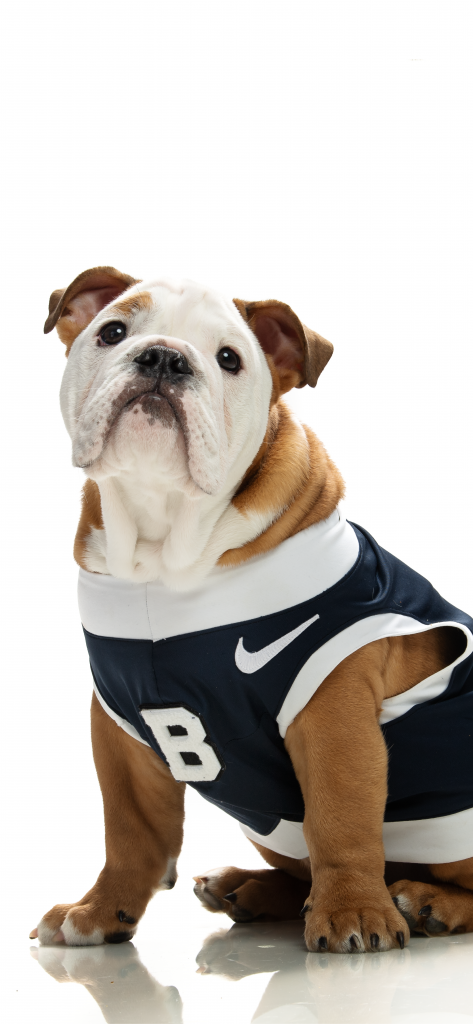 Bulldog in blue and white jersey with large B on it
