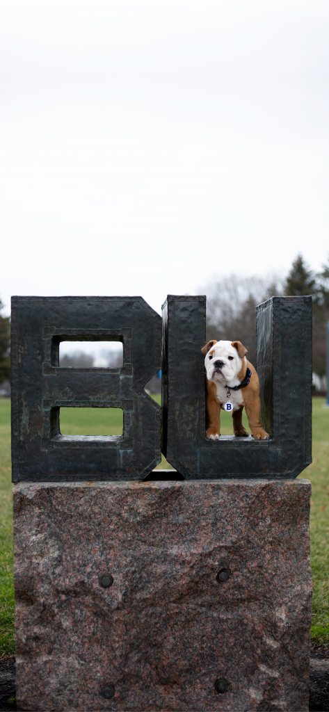 Bulldog inside the "U" of a "BU" metal sculpture.