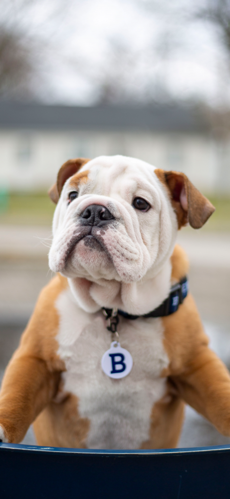 Bulldog puppy wearing a blue collar with a white dog tag that has blue letter "B" on it.