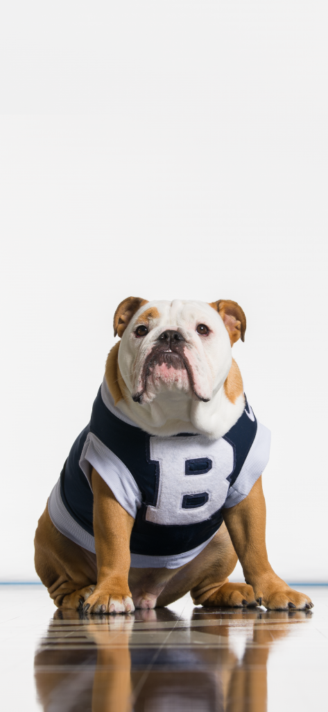 Bulldog in blue and white jersey with large "B" on it.