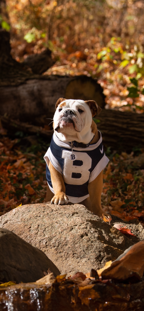Bulldog in blue and white jersey with large "B" on it standing upon a rock with autumn leaves behind him.