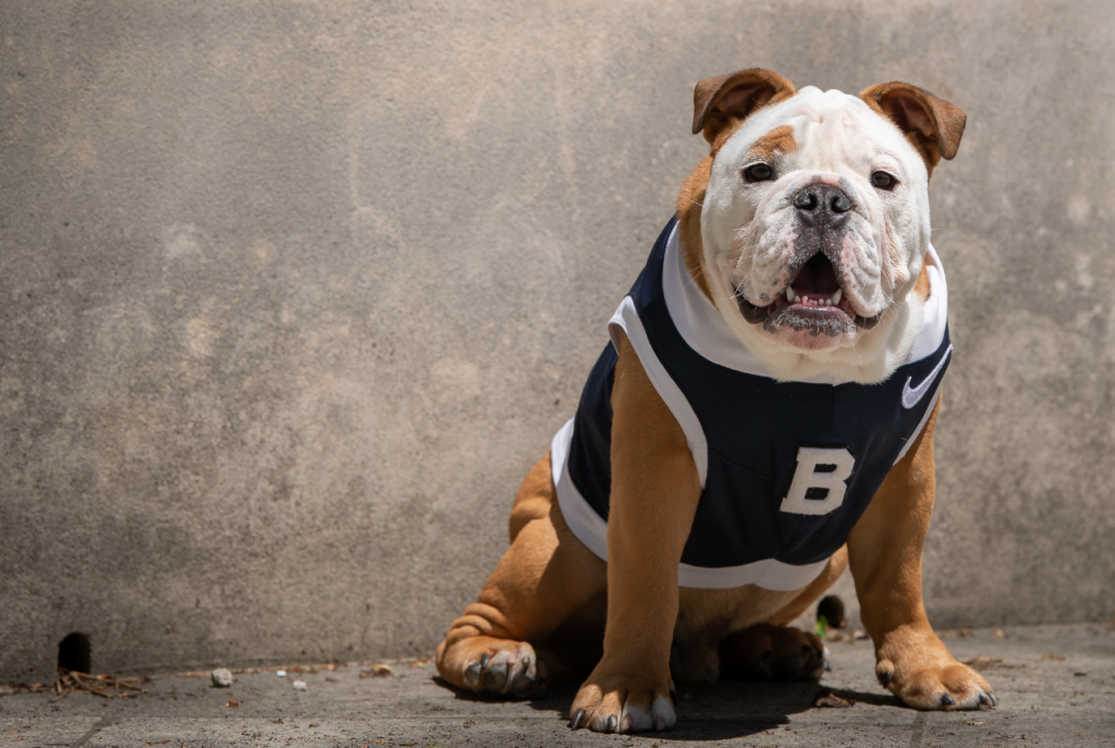 Carmel and white bulldog in blue and white jersey with large "B" on it sits against a wall.