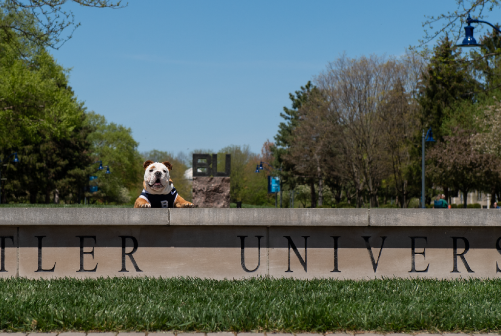 Carmel and white bulldog in blue and white jersey with large "B" on it perches front legs up on a stone wall that says "Butler University."