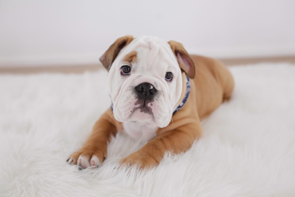 Carmel and white bulldog puppy lies on a white furry rug.