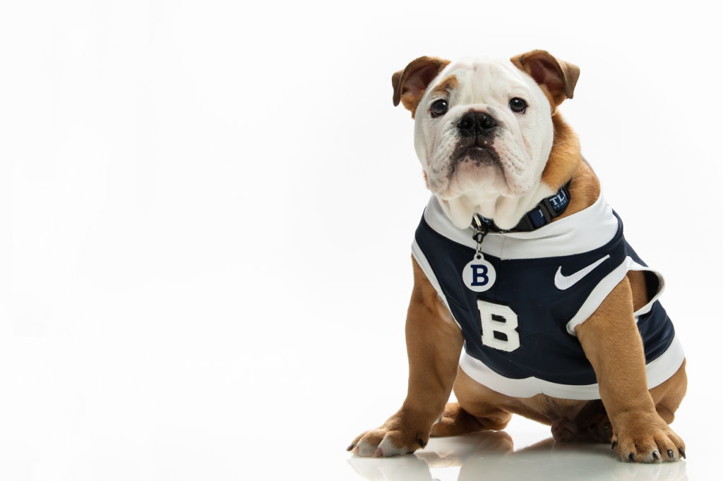 Carmel and white bulldog in blue and white jersey with large "B" on it sits attentively.