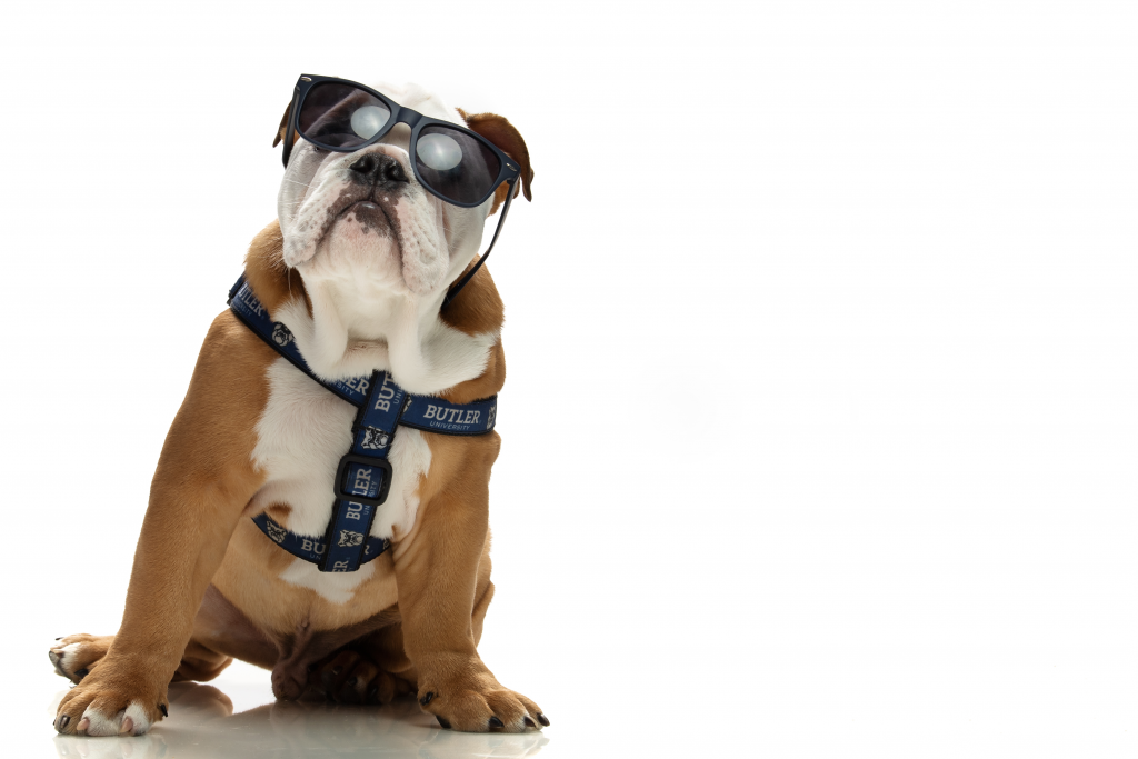 Carmel and white bulldog wears sunglasses and a Butler harness.