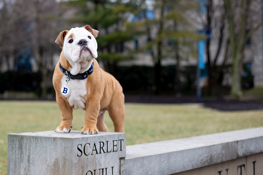 Carmel and white bulldog in blue collar with the letter "B" on the dog tag stands atop a stone wall.