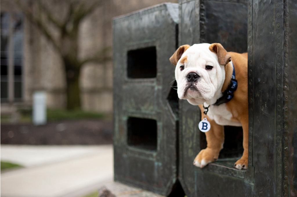 Carmel and white bulldog stands inside the letter "U" of "BU" metal sculpture.