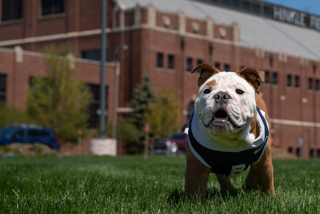 Carmel and white bulldog in blue and white jersey with large "B" on it stands in grassy area with brick facade of Hinkle Fieldhouse behind him.