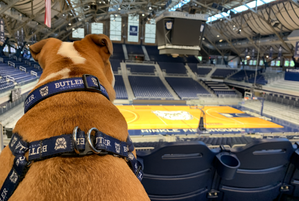 Bulldog in Butler harness gazes across empty basketball court inside Hinkle Fieldhouse.