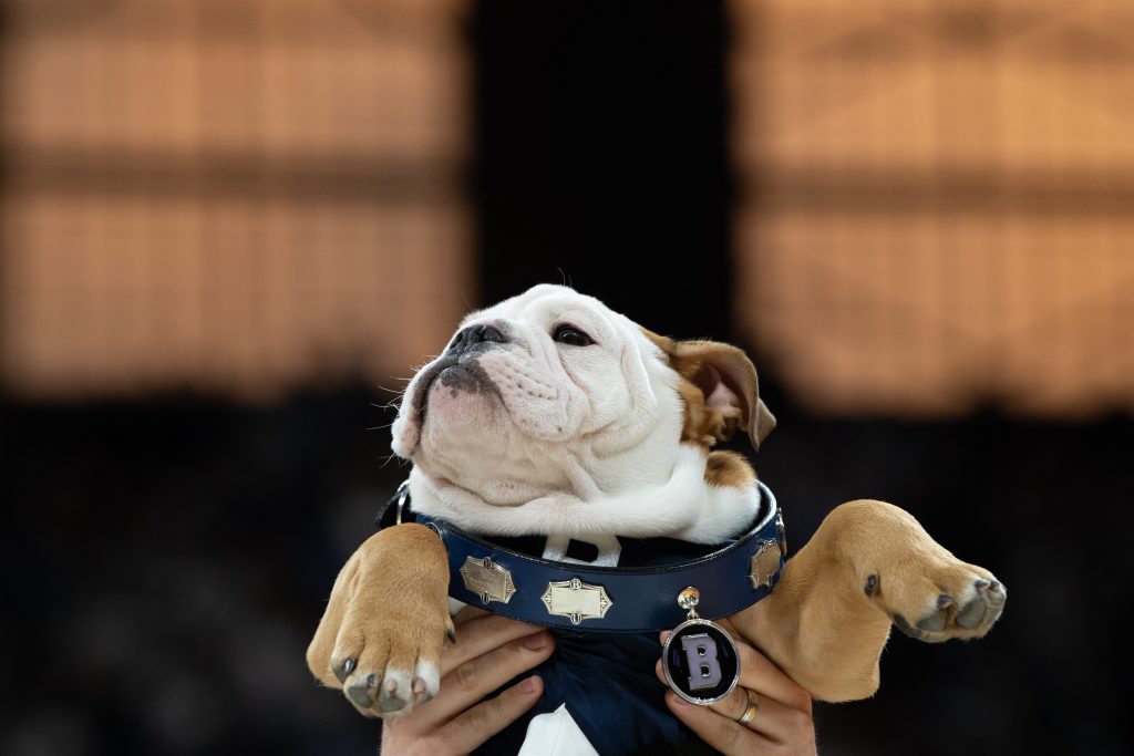 Carmel and white bulldog puppy in blue and white jersey with large "B" on it is held up in the air.