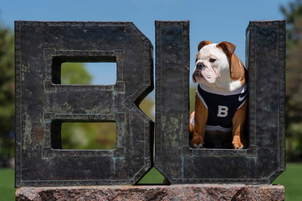 Carmel and white bulldog in blue and white jersey with large "B" on it stands in the "U" of a metal "BU" sculpture.