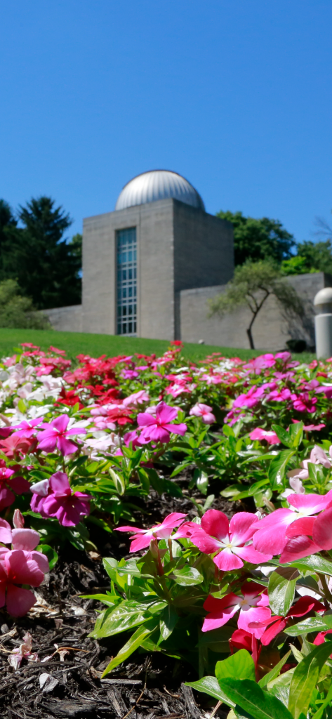 Field of pink flowers on hill with Butler Observatory in background.