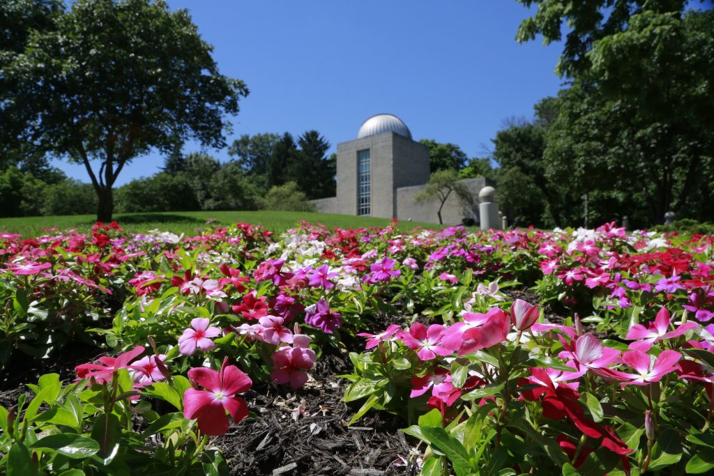 Bed of pink flowers on a hillside with the Butler Observatory behind it.