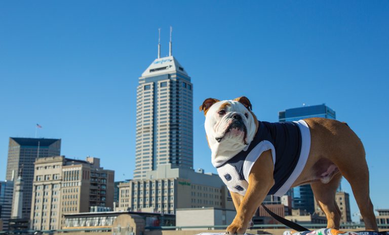 bulldog with blue jersey with white letter B in front of the salesforce building in Indy
