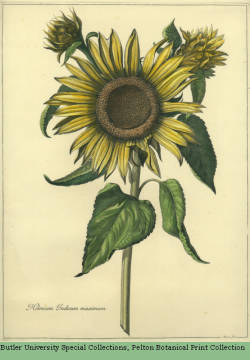 Helenium Indicum maximum