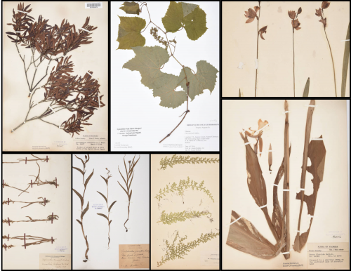 A collage of non-Indiana herbarium specimens