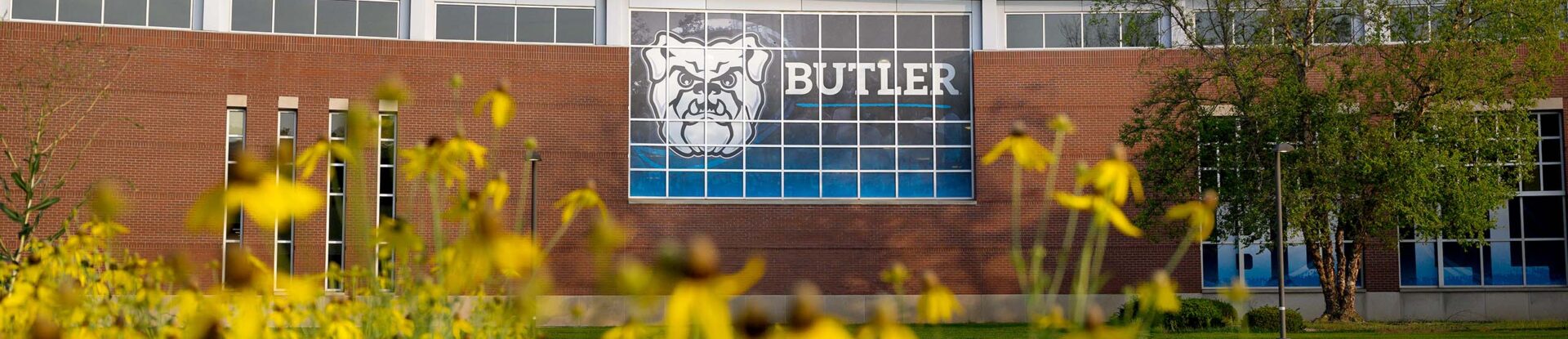Butler Health and Recreation Complex brick facade with large windows that have bulldog logo and word "Butler" on them being framed in the foreground by many yellow flowers.