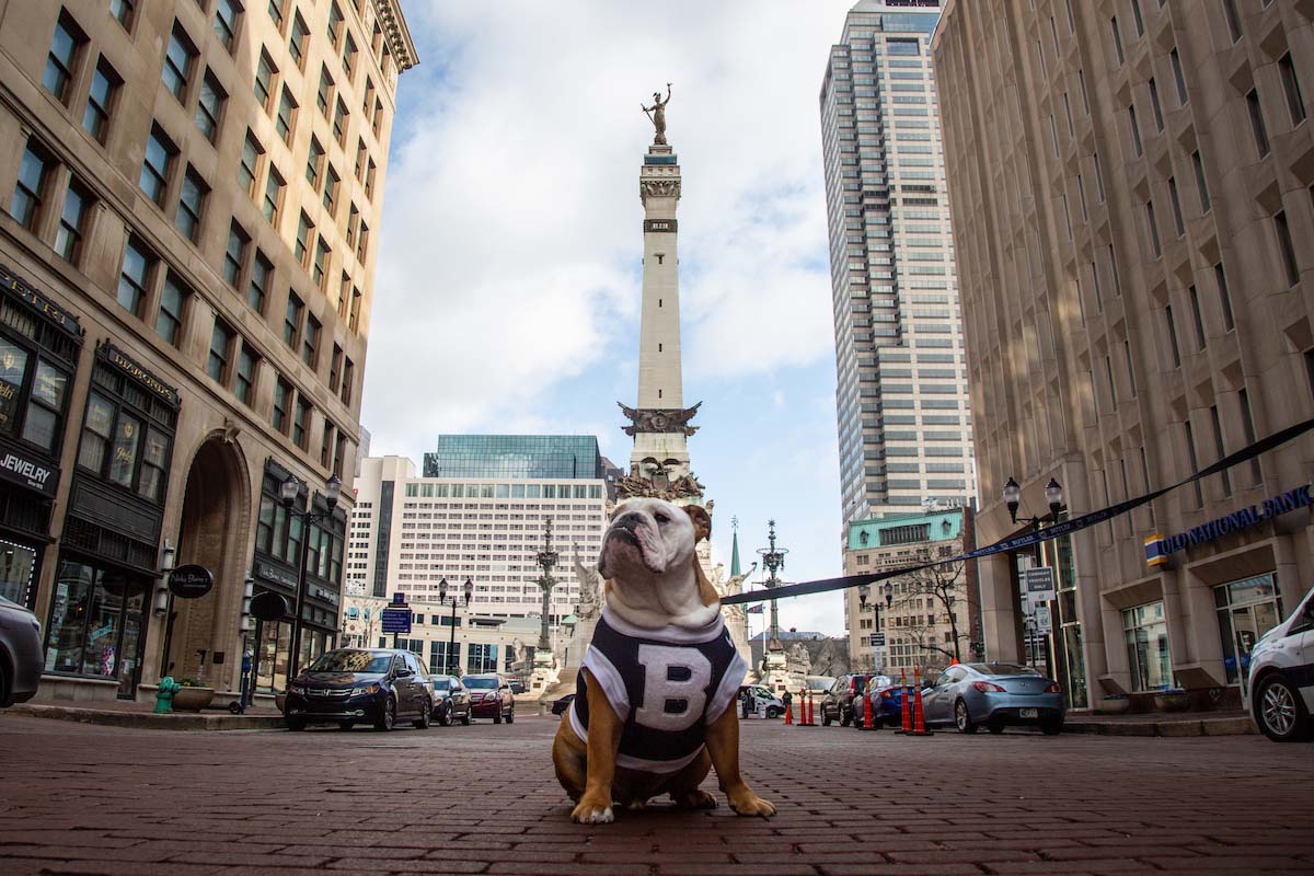 Butler Bulldog mascot sits in the middle of street made of brick pavers with Soldiers and Sailors Monument in background.