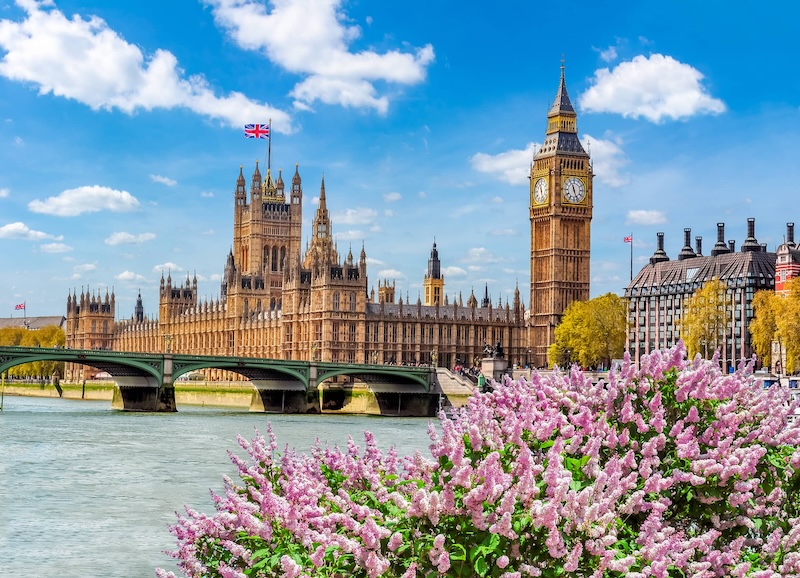 Vibrant pink flowers in foreground with the River Thames behind them and the buildings of Parliament and clock tower Big Ben in the background.