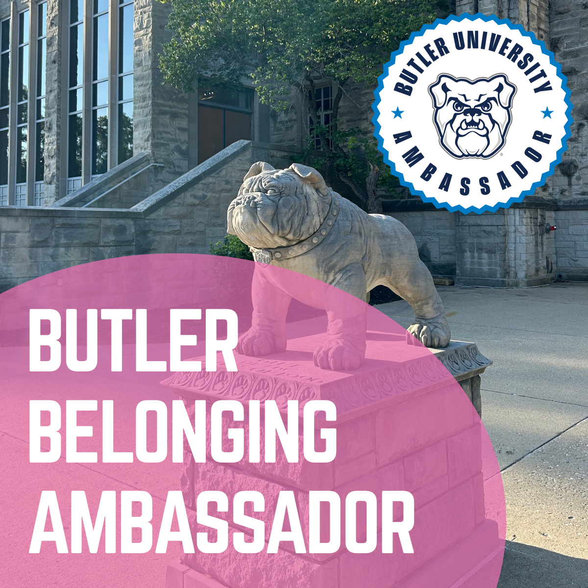 Square graphic with ‘Belonging Ambassador’ text over a Butler background in pink.